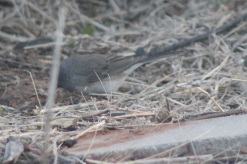 Dark-eyed Junco photographed in Oklahoma