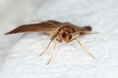 Anobinae