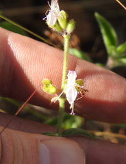 Syncolostemon