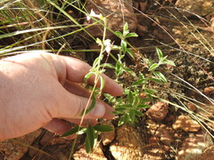 Syncolostemon