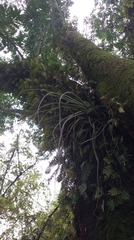 Tillandsia balbisiana