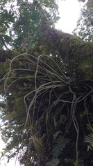 Tillandsia balbisiana