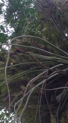 Tillandsia balbisiana