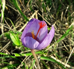 Crocus ligusticus