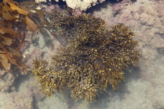 Sargassum scabridum