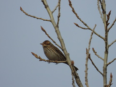 Emberiza pusilla
