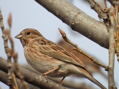 Emberiza leucocephalos