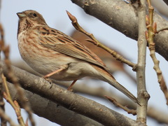 Emberiza leucocephalos
