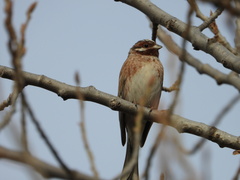 Emberiza leucocephalos