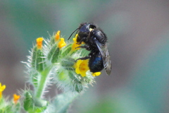 Osmia montana quadriceps