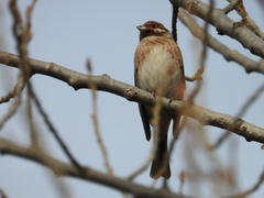 Emberiza leucocephalos