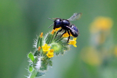 Osmia montana quadriceps