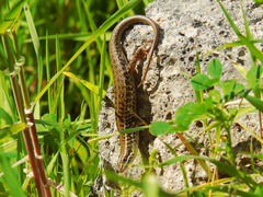 Heremites auratus