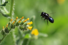 Osmia montana quadriceps