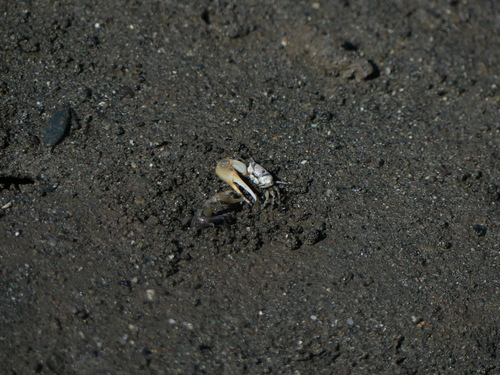 Leptuca leptodactyla