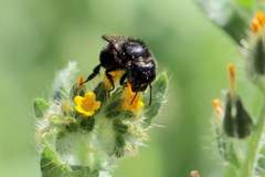 Osmia montana quadriceps