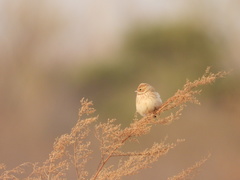 Emberiza pallasi