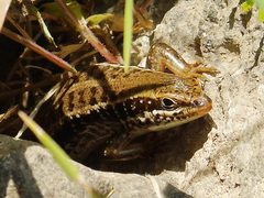 Heremites auratus