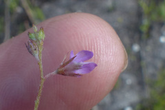 Indigofera sarmentosa
