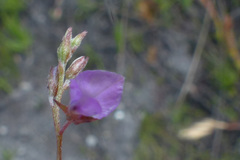 Indigofera sarmentosa
