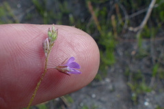 Indigofera sarmentosa