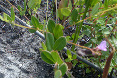 Indigofera sarmentosa