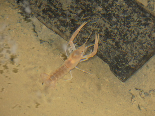 Procambarus niveus