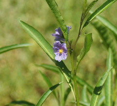 Solanum simile