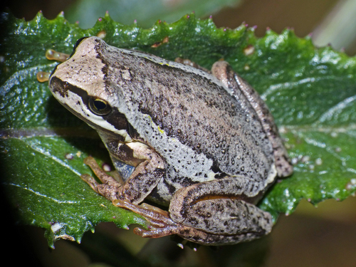 Southern Brown Tree Frog