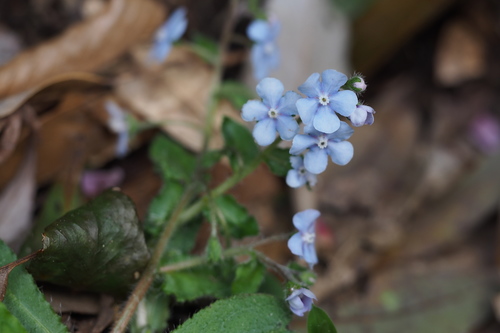 Omphalodes japonica iNat (1)