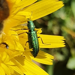 Psilothrix viridicoerulea