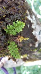 Adenophorus tamariscinus