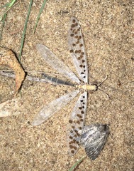 Mjobergia fulviguttata