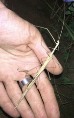 Austrosipyloidea carterus