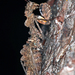 Paraoxypilus tasmaniensis - Photo (c) Simon Grove, alguns direitos reservados (CC BY-NC), uploaded by Simon Grove