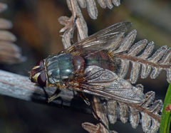 Microrutilia