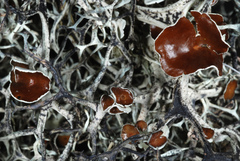 Pseudevernia cladonia