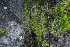 Indigofera sarmentosa
