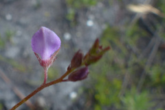 Indigofera sarmentosa