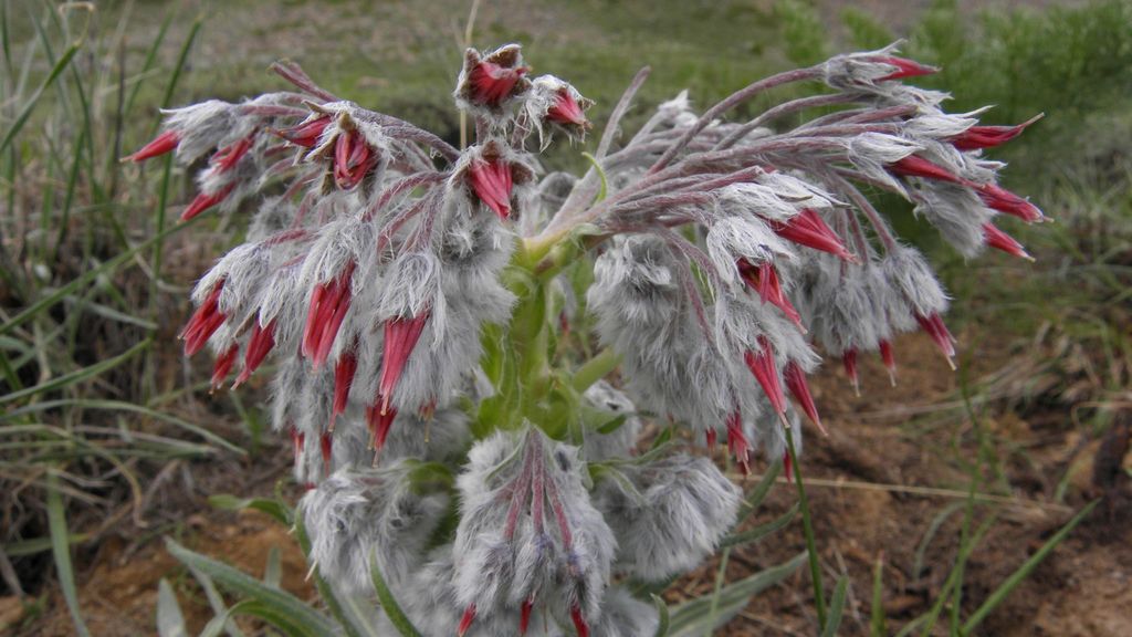 Rindera albida