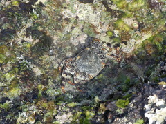 Grapsus grapsus