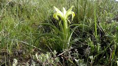 Iris caucasica