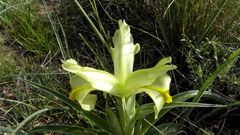 Iris caucasica