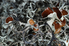 Pseudevernia cladonia