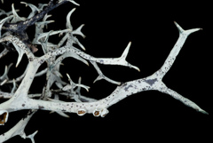 Pseudevernia cladonia