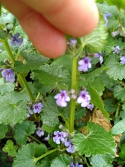 Glechoma hederacea