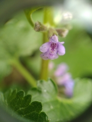 Glechoma hederacea