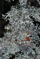 Pseudevernia cladonia
