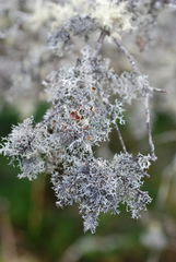 Pseudevernia cladonia