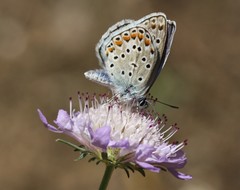 Polyommatus escheri